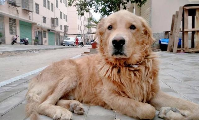 金毛寻回猎犬是什么意思?金毛寻回猎犬是什么意思啊