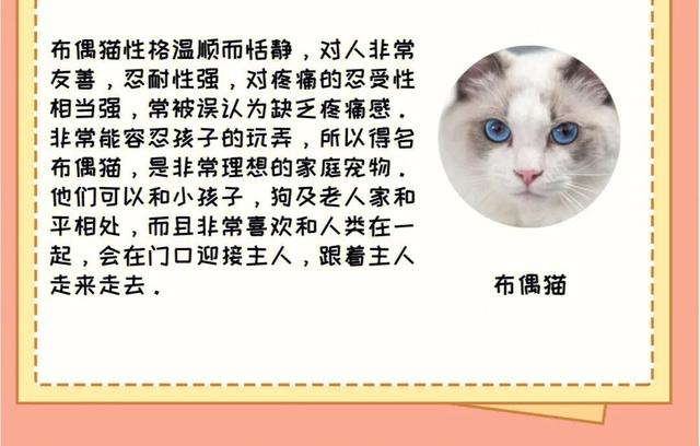 缅甸黑猫多少钱一只？缅甸猫大概多少钱！