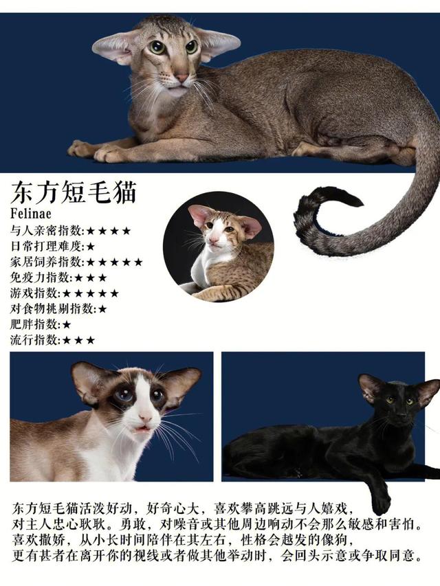 孟加拉豹猫最便宜的价位？十几万的孟加拉豹猫！