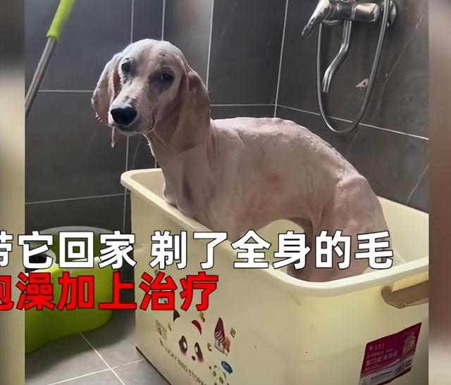 巨贵犬图片？巨贵犬图片欣赏！