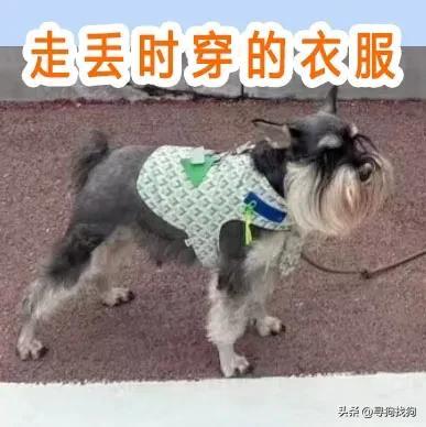 小型雪纳瑞犬多少钱一只？雪纳瑞犬多少钱一只图片！