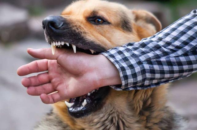 卡斯罗犬图片_巨型？卡斯罗犬图片巨型！