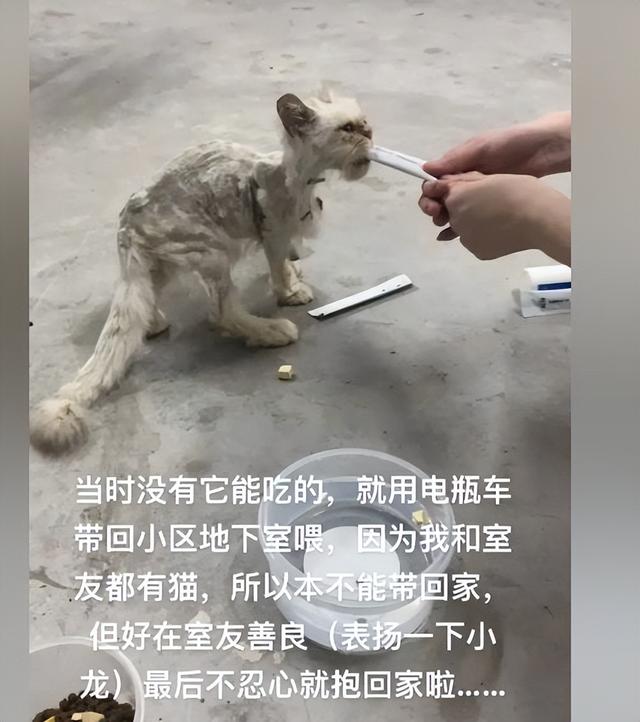 金吉拉猫大概多少钱？金吉拉猫多少钱！