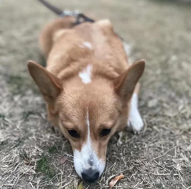 柯基幼犬一般多少钱？小的柯基犬多少钱一只！