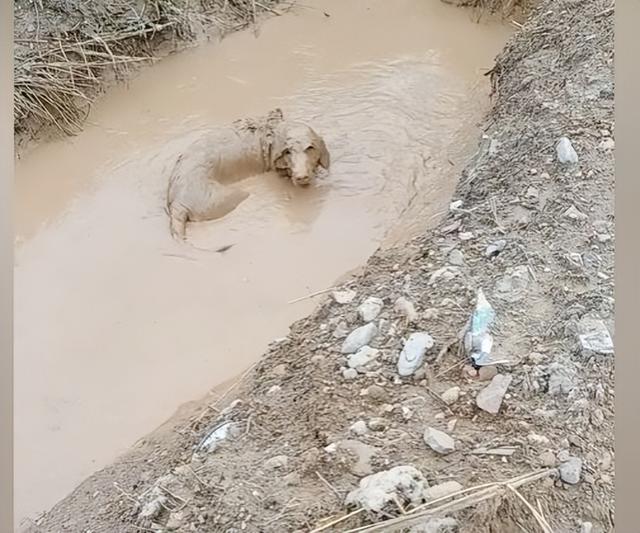 金毛猎犬和金毛寻回犬有什么不同？什么叫金毛寻回犬！