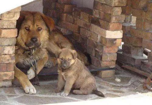 英国古代牧羊犬图片聪明吗？英国古代牧羊犬图片纯白色！