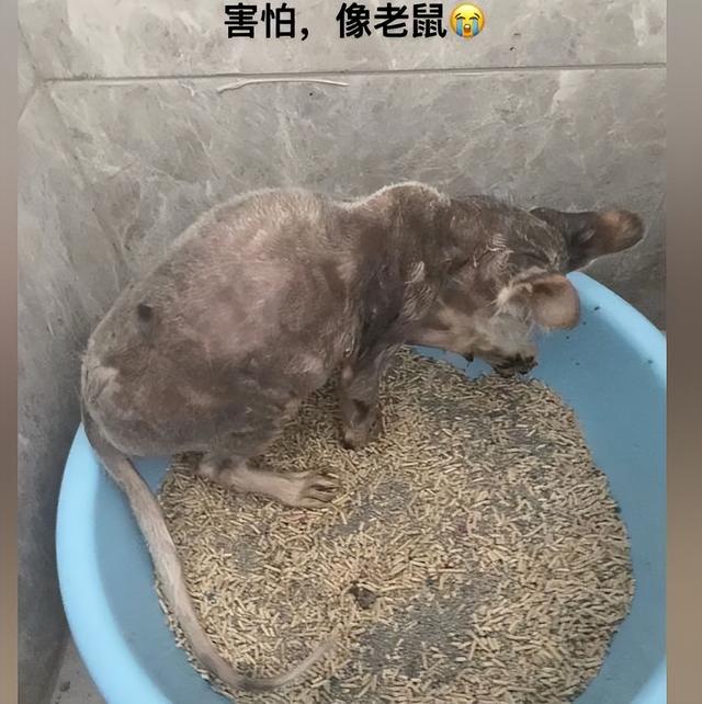 金吉拉猫大概多少钱？金吉拉猫多少钱！