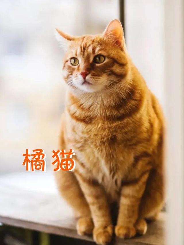 小猫品种大全及图片价格图？小猫品种大全及图片价格图解！