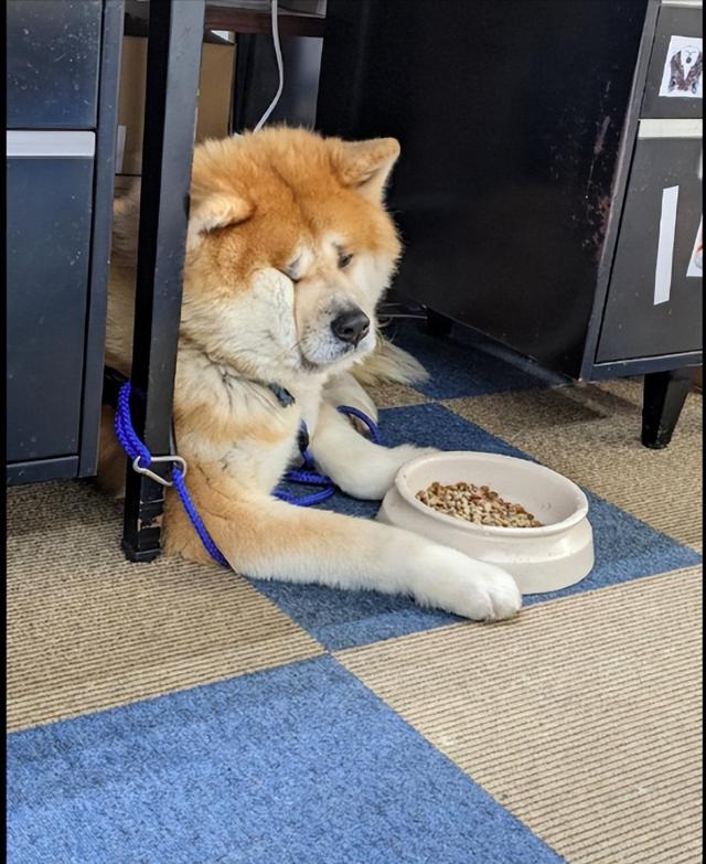 日本秋田犬图片价格？日本秋田犬图片价格_纯种！