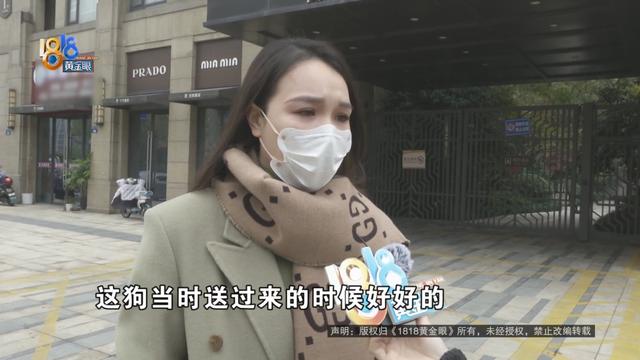 迷你杜宾犬和杜宾犬的区别？迷你杜宾犬和小鹿犬的区别！