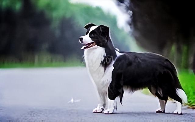 纯种边境牧羊犬价格多少钱一只啊？纯种边境牧羊犬多少钱一只啊！