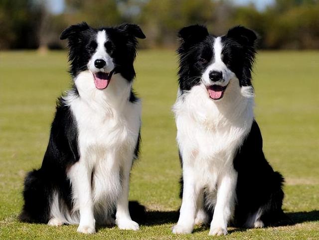 边境牧羊犬的图片大全高清？边境牧羊犬的图片大全可爱！