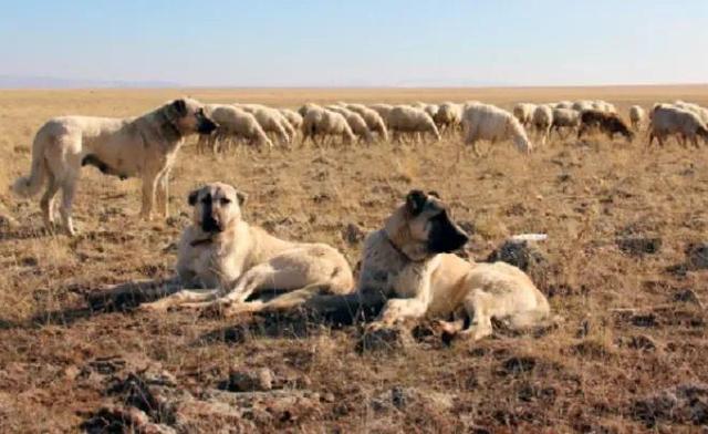 英国古代牧羊犬图片？英国古代牧羊犬图片大全！