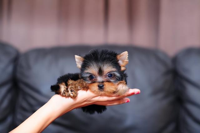 茶杯犬的价格是多少钱一只啊？茶杯犬一般价格多少钱一只！