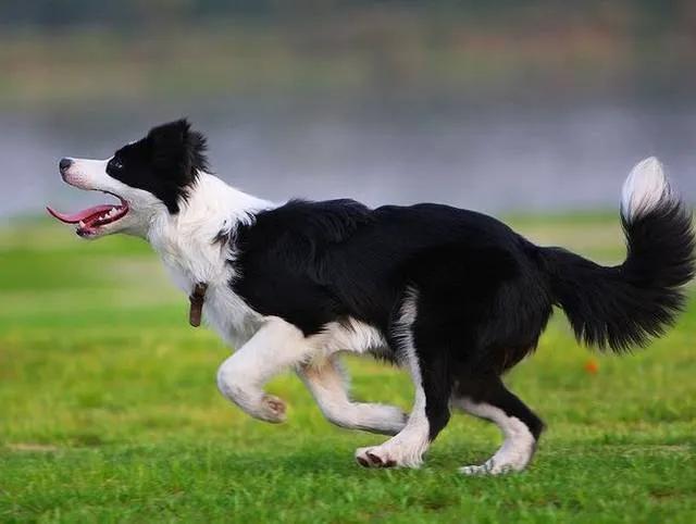 银狐犬图片成年犬照片?银狐犬图片成年犬照片大全