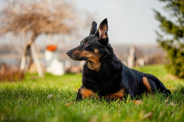 迷你杜宾犬的优缺点？迷你杜宾犬图片及价格！