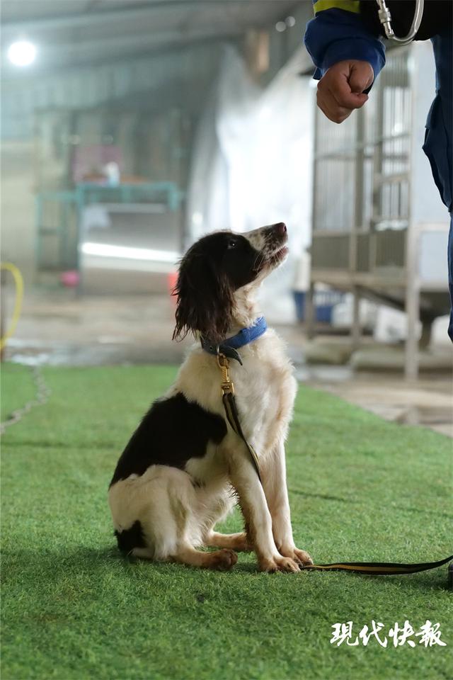 马里努阿犬图片？马里努阿犬图片_幼犬！