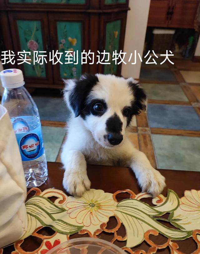 一只边牧幼犬大约多少钱？一只边牧幼犬多少钱！