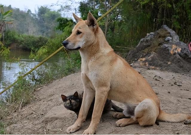 纯种边境牧羊犬价格多少钱一只？纯种边境牧羊犬价格多少钱一只幼犬！