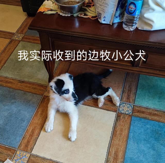 一只边牧幼犬大约多少钱？一只边牧幼犬多少钱！