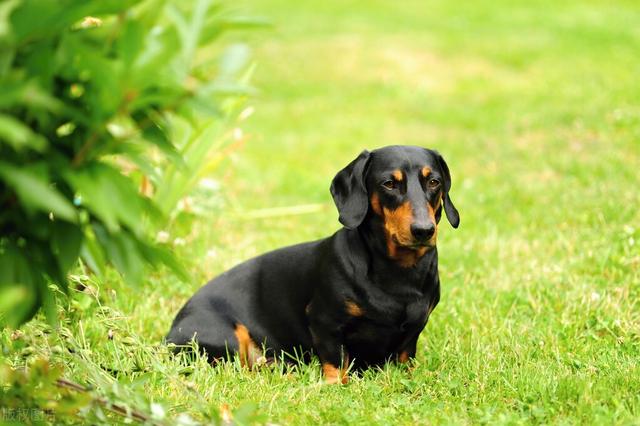 迷你长毛腊肠犬多少钱一只？迷你长毛腊肠犬多少钱一只图片