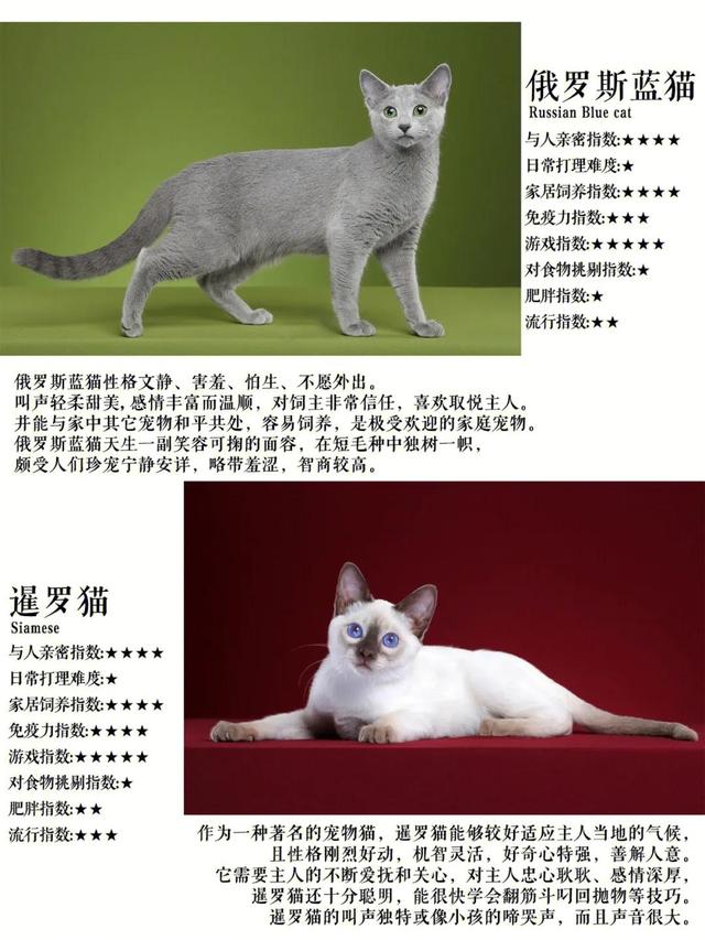 孟加拉豹猫最便宜的价位？十几万的孟加拉豹猫！