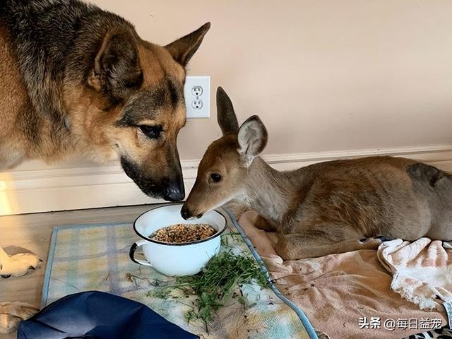 小鹿狗图片_幼犬？小鹿狗图片幼犬！