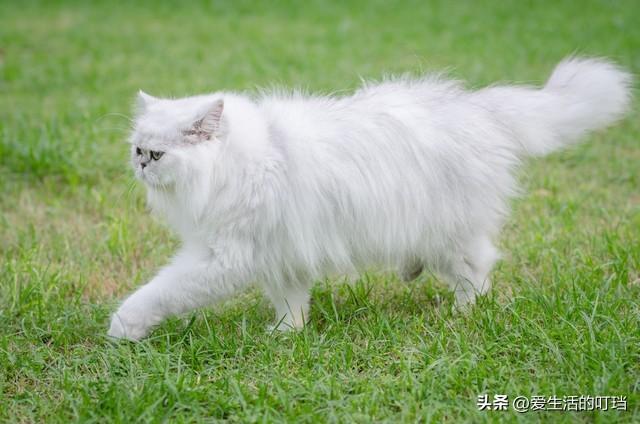 波斯猫市场价多少钱一只？波斯猫的价格多少！