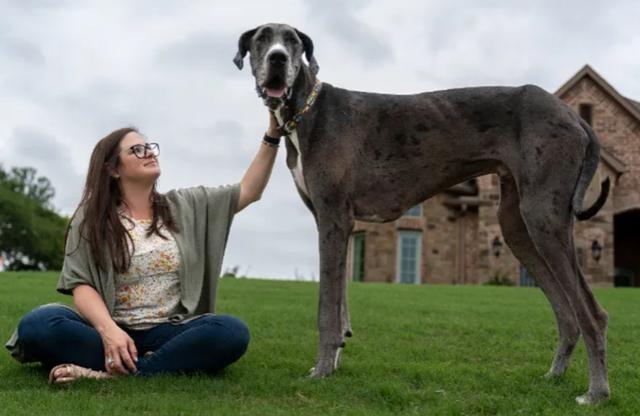 银狐犬图片成年犬照片欣赏？银狐犬图片成年犬照片高清！