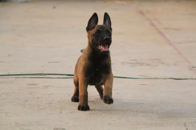 马犬图片大全纯种黑红？马犬图片大全_纯种多少钱！