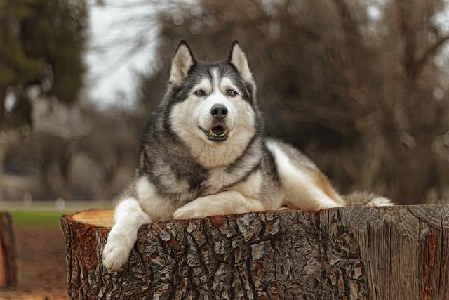 哈士奇犬图片_幼犬？哈士奇犬图片可爱！