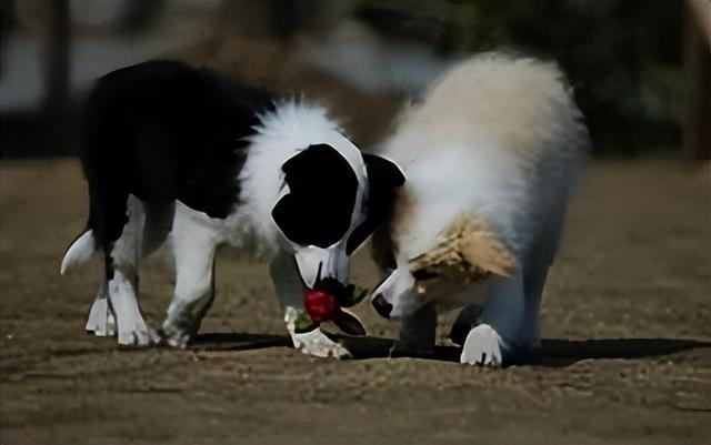 纯种边境牧羊犬价格多少钱一只啊？纯种边境牧羊犬多少钱一只啊！