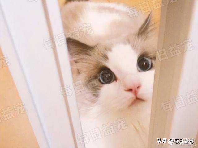 现在布偶猫的价格？纯种布偶猫价格2018！