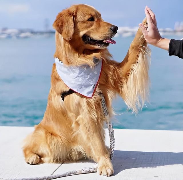 贵妇犬图片大全贵宾犬黑色？贵宾犬图片大全贵宾犬！