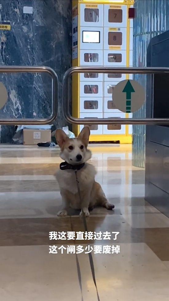 柯基犬图片大全可爱？柯基犬图片大全可爱图片卡通！