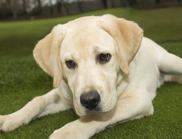 拉布拉多犬的价格？拉布拉多犬图片价格表_幼犬！