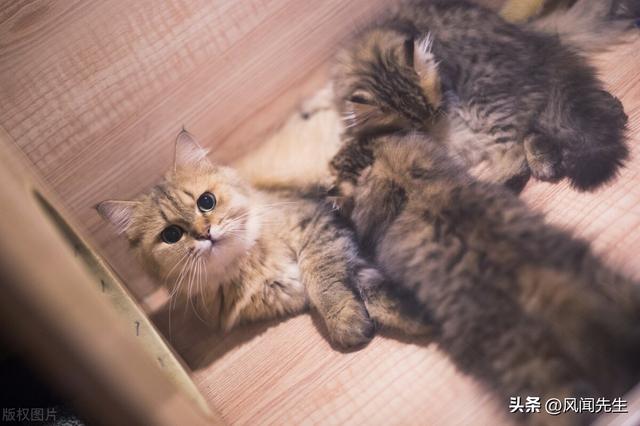 蓝胖子猫咪多少钱一只图片？蓝胖子猫咪多少钱一只图片大全！