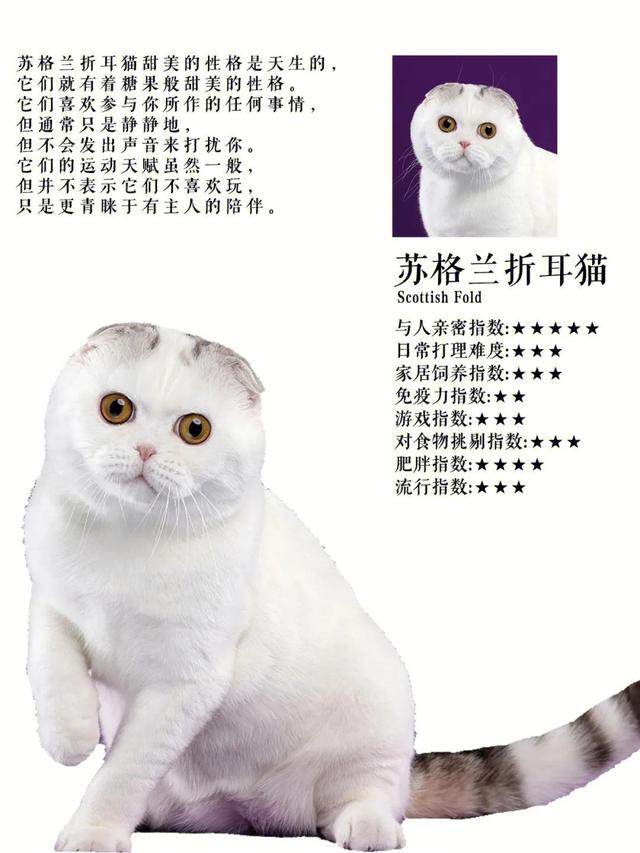 孟加拉豹猫最便宜的价位？十几万的孟加拉豹猫！