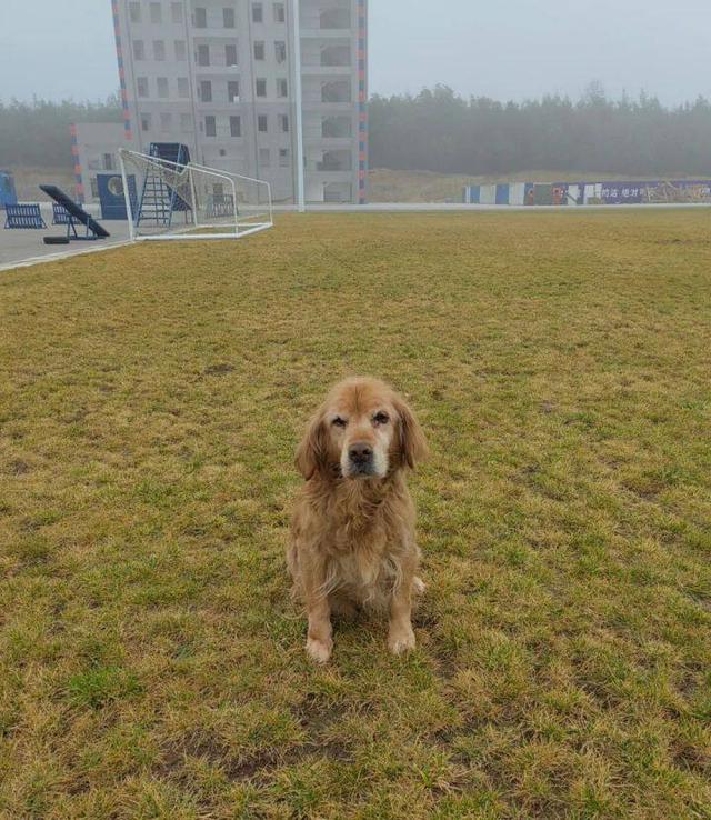 马里努阿犬图片_警犬？马里努阿犬的照片！