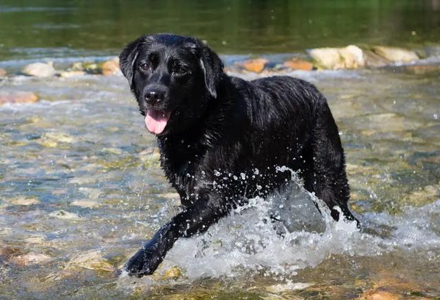 比熊犬多少钱一只幼崽？小比熊犬多少钱一只！