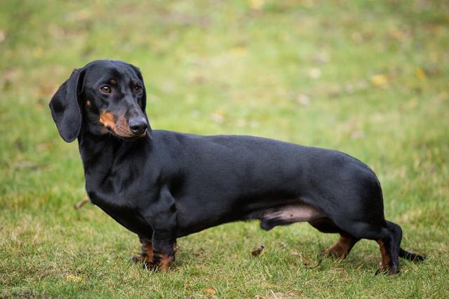 迷你长毛腊肠犬多少钱一只？迷你长毛腊肠犬多少钱一只图片