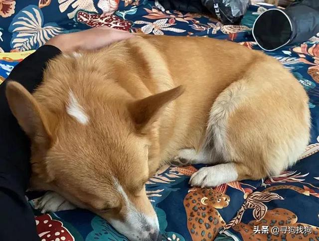 柯基幼犬一般多少钱？小的柯基犬多少钱一只！