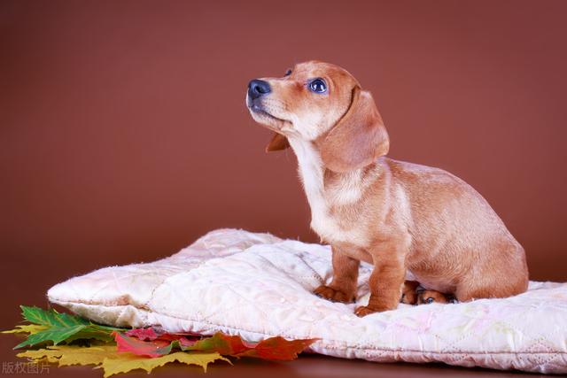 迷你长毛腊肠犬多少钱一只？迷你长毛腊肠犬多少钱一只图片