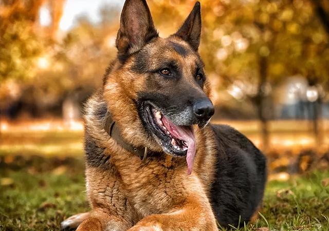 比熊犬多少钱一只幼崽？小比熊犬多少钱一只！