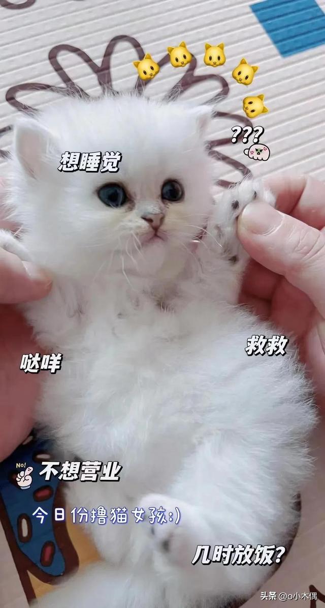 一只金吉拉猫多少钱？一只金吉拉猫多少钱人民币！