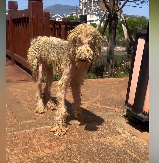 巨贵犬图片？巨贵犬图片欣赏！