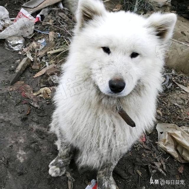 萨摩耶幼犬多少钱一只？纯种萨摩耶幼犬多少钱一只！