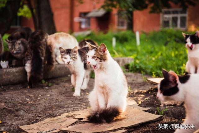 蓝胖子猫咪多少钱一只图片？蓝胖子猫咪多少钱一只图片大全！