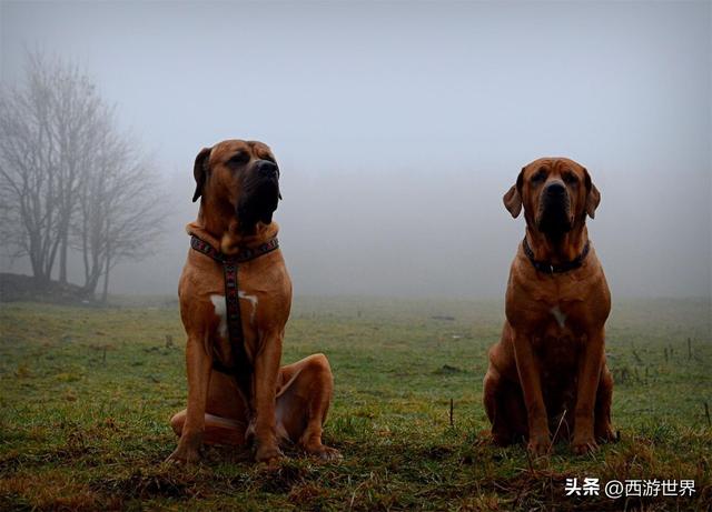 比特犬多少钱一只？比特犬多少钱一只幼崽！