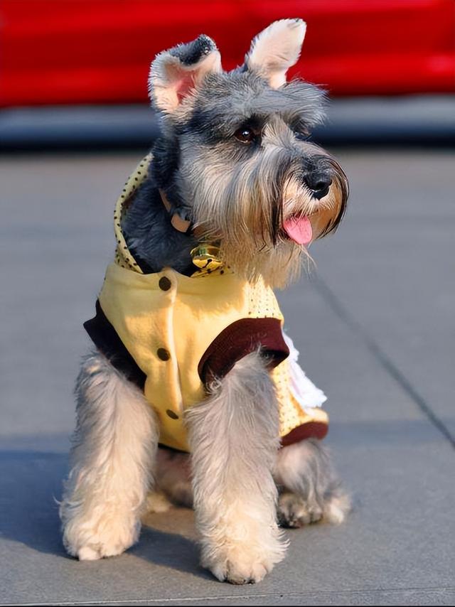 罗威纳犬市场价多少钱一只？罗威纳犬市场价多少钱一只幼犬！